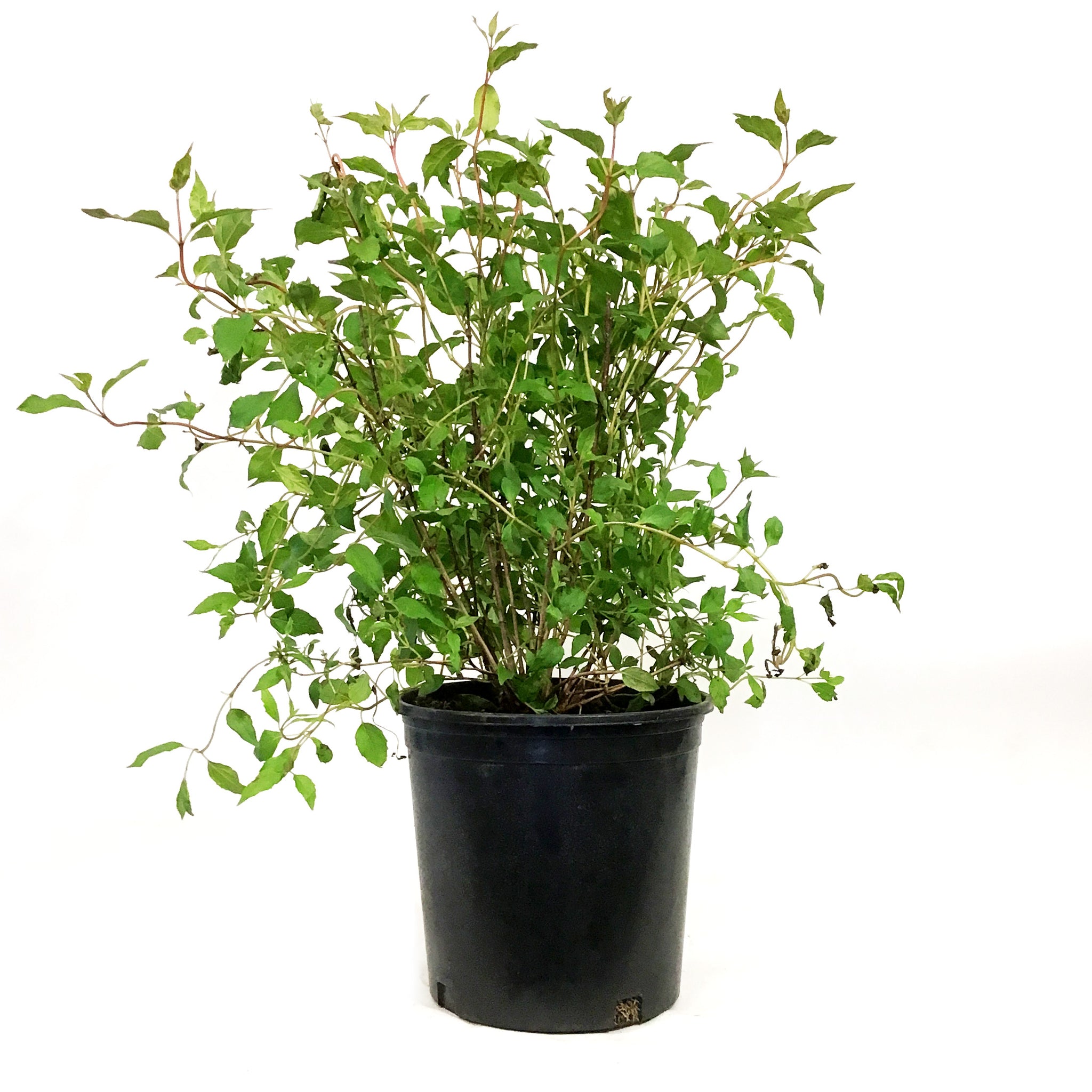 Mock Orange, 2 gal, Cheyenne® – Floral Acres Greenhouse & Garden Centre