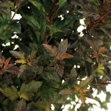 Ninebark, 5 gal, Tiny Wine®