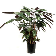 Ctenanthe, 6in, Exotica