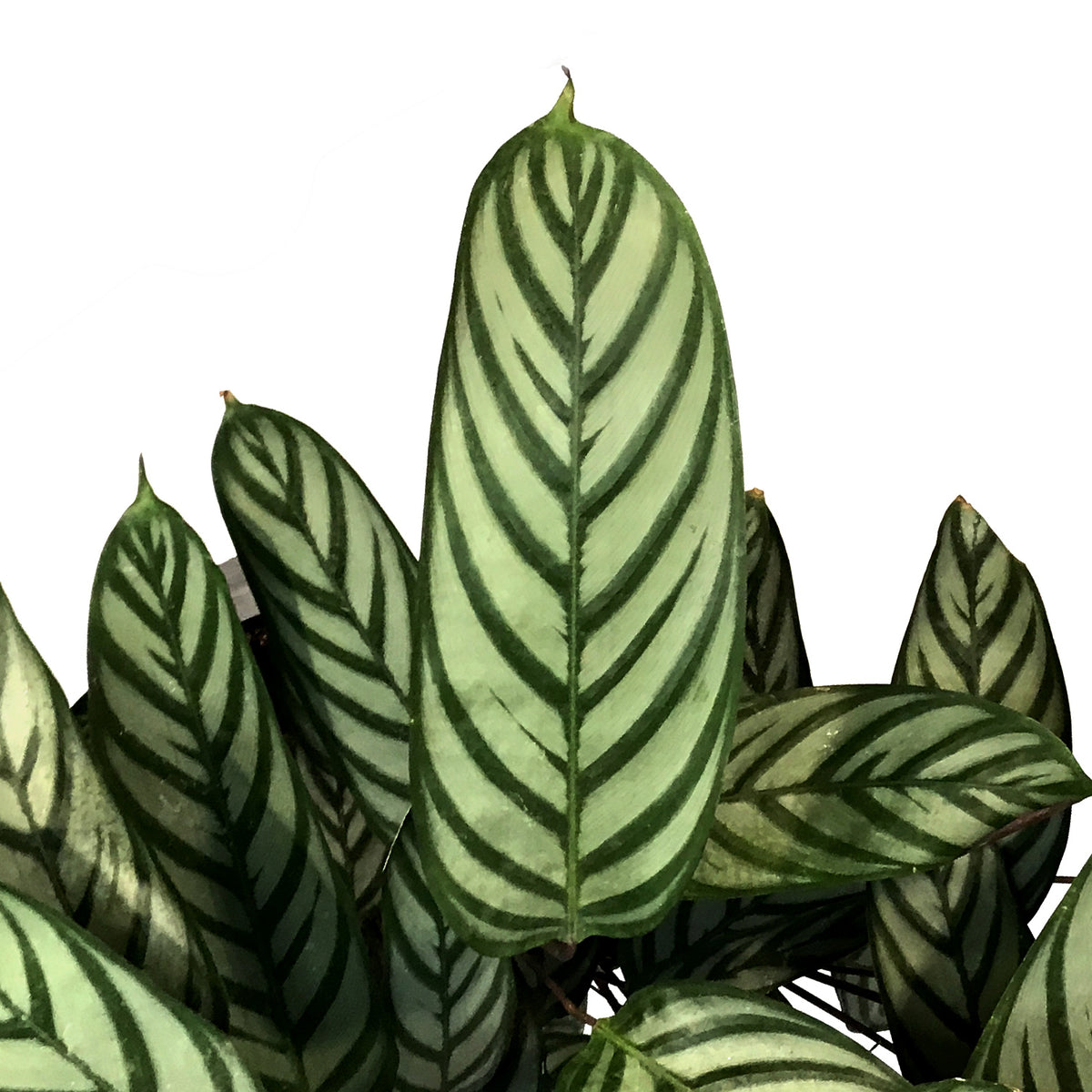 Ctenanthe, 6in, Exotica