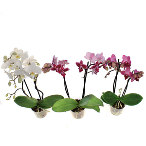 Orchid, 3.5in, Phalaenopsis Double Spike