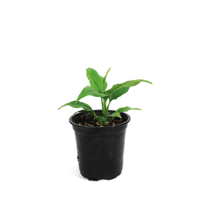 Spathiphyllum, 4in, Peace Lily Sunshine Love