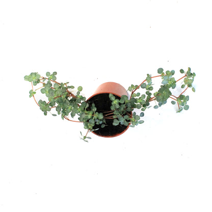 Soleirolia, 2.5in, Baby Tears