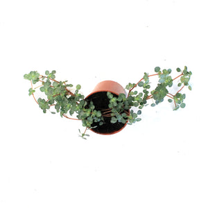 Soleirolia, 2.5in, Baby Tears