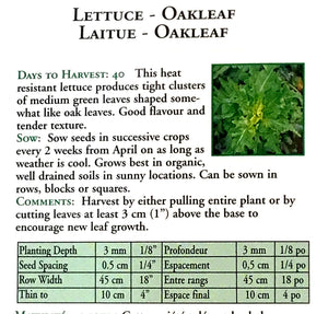 Lettuce - Oakleaf Seeds, OSC