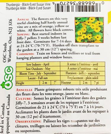 Thunbergia - Black Eyed Susan Vine Seeds, OSC