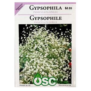 Gypsophila - Baby's Breath Seeds, OSC