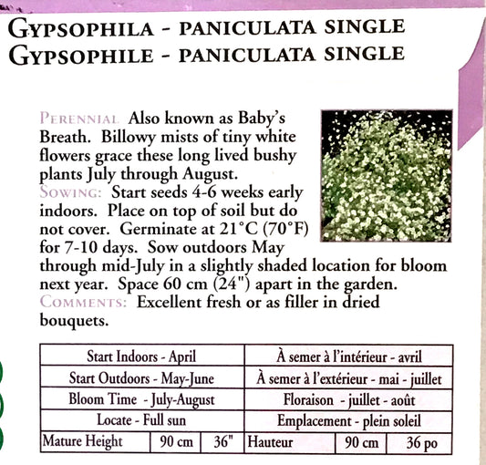Gypsophila - Baby's Breath Seeds, OSC