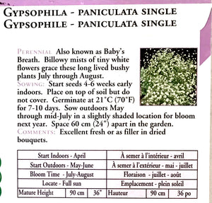 Gypsophila - Baby's Breath Seeds, OSC