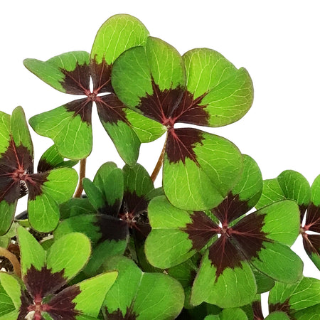 Oxalis, 4in, Iron Cross