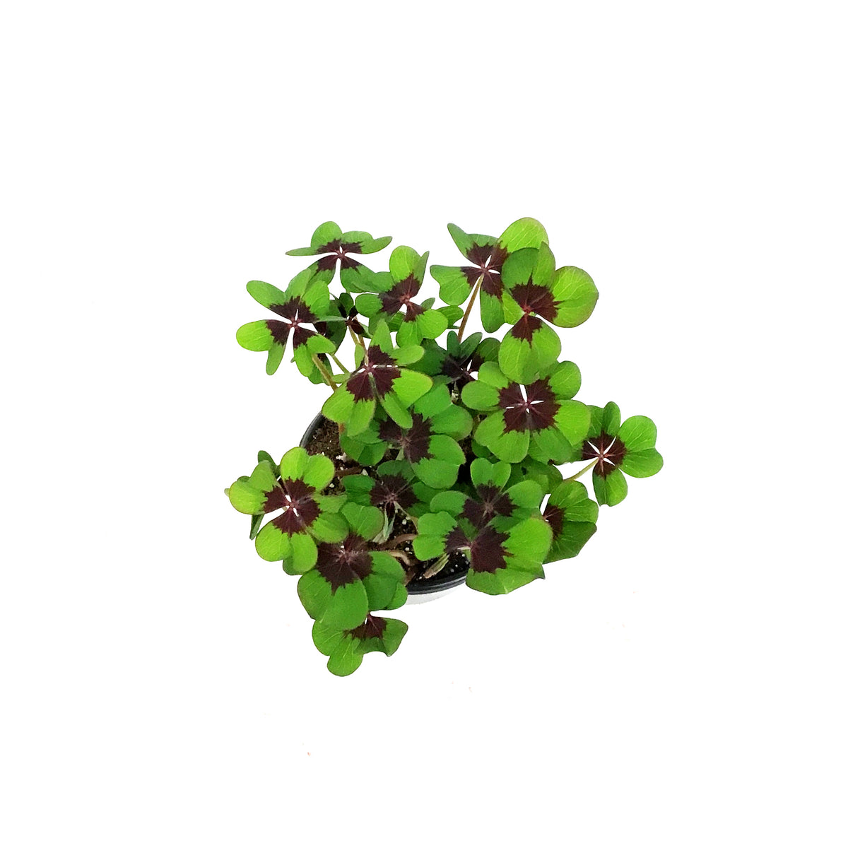 Oxalis, 4in, Iron Cross
