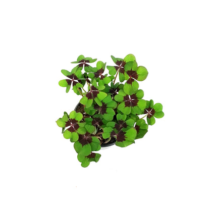 Oxalis, 4in, Iron Cross