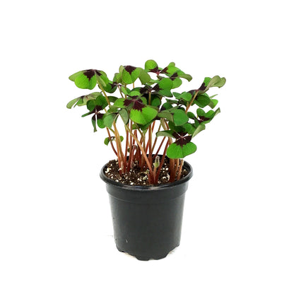 Oxalis, 4in, Iron Cross