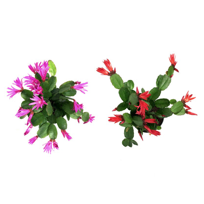 Easter Cactus, 4in, Hatoria Gaertneri
