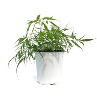 Aruncus, 1 gal, Dioicus Kneiffii