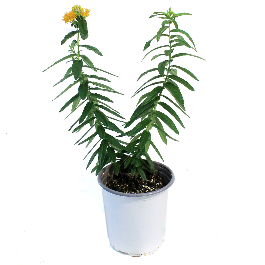 Asclepias, 1 gal, Tuberosa Hello Yellow