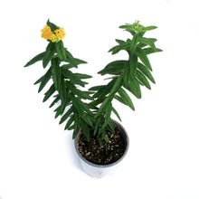 Load image into Gallery viewer, Asclepias, 1 gal, Tuberosa Hello Yellow
