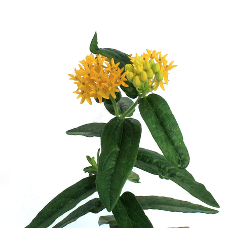 Asclepias, 1 gal, Tuberosa Hello Yellow