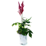 Astilbe, 1 gal, Burgundy Red