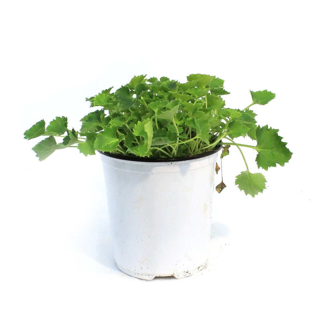 Campanula, 1 gal, Dickson's Gold