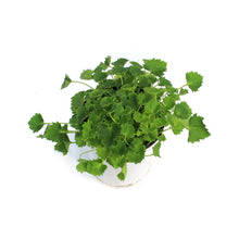 Load image into Gallery viewer, Campanula, 1 gal, Dickson&#39;s Gold
