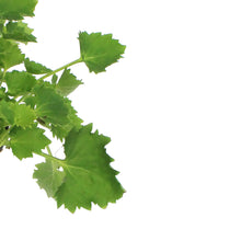 Load image into Gallery viewer, Campanula, 1 gal, Dickson&#39;s Gold
