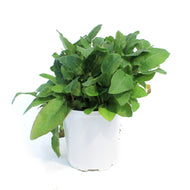 Campanula, 1 gal, Emerald