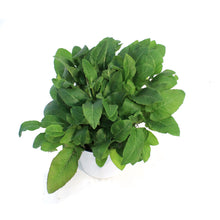 Load image into Gallery viewer, Campanula, 1 gal, Emerald
