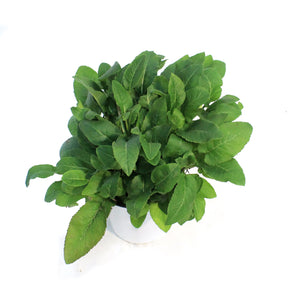 Campanula, 1 gal, Emerald