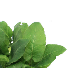 Load image into Gallery viewer, Campanula, 1 gal, Emerald
