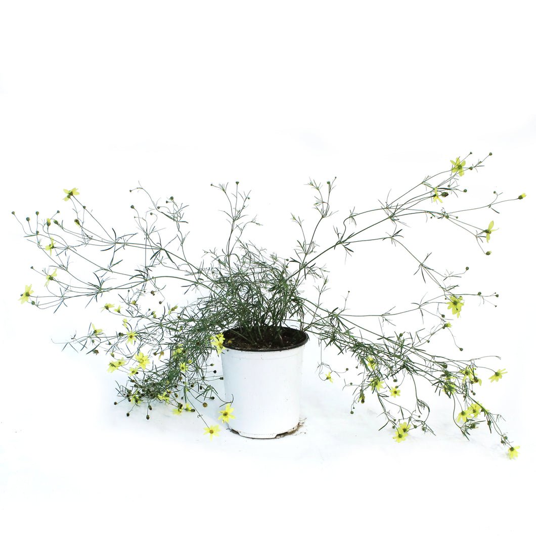 Coreopsis, 1 gal, Verticillata Moonbeam