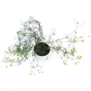 Coreopsis, 1 gal, Verticillata Moonbeam
