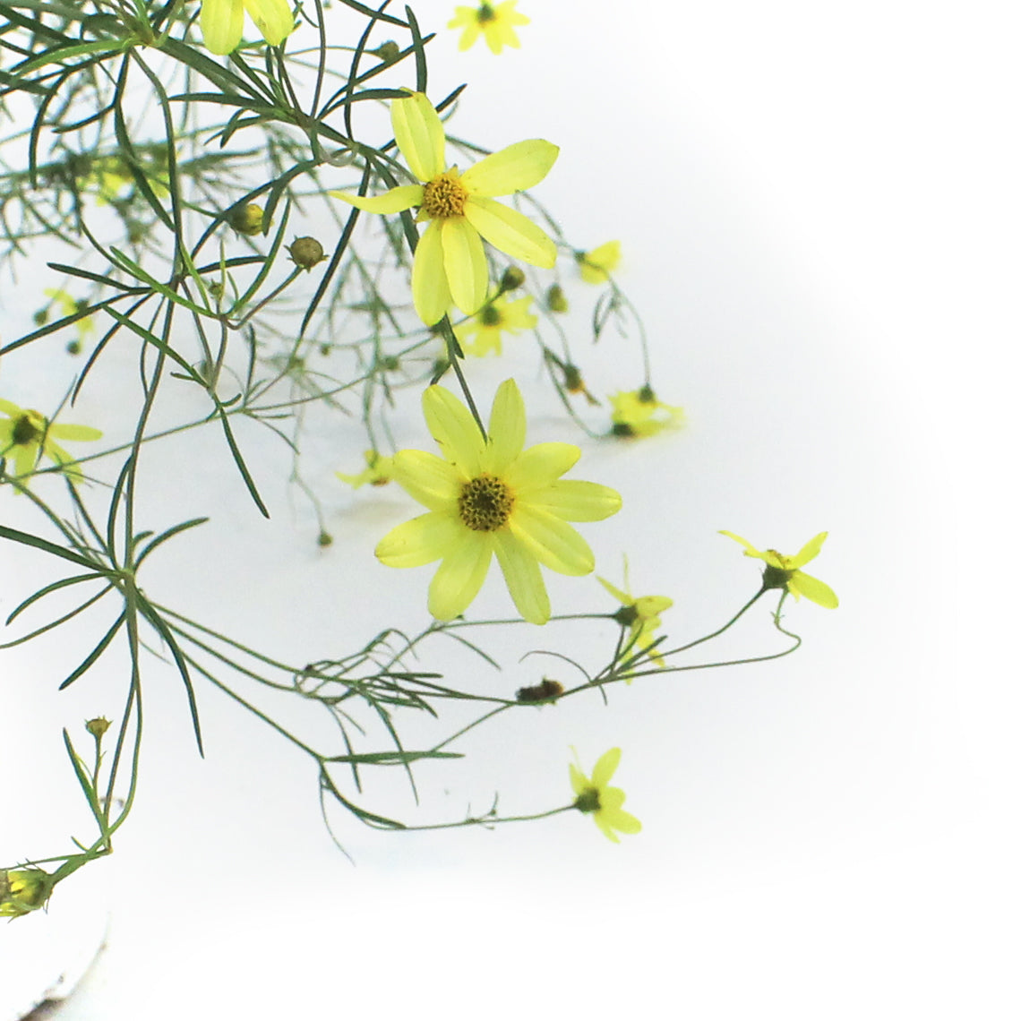 Coreopsis, 1 gal, Verticillata Moonbeam