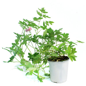 Dicentra, 1 gal, Gold Heart Bleeding Hearts