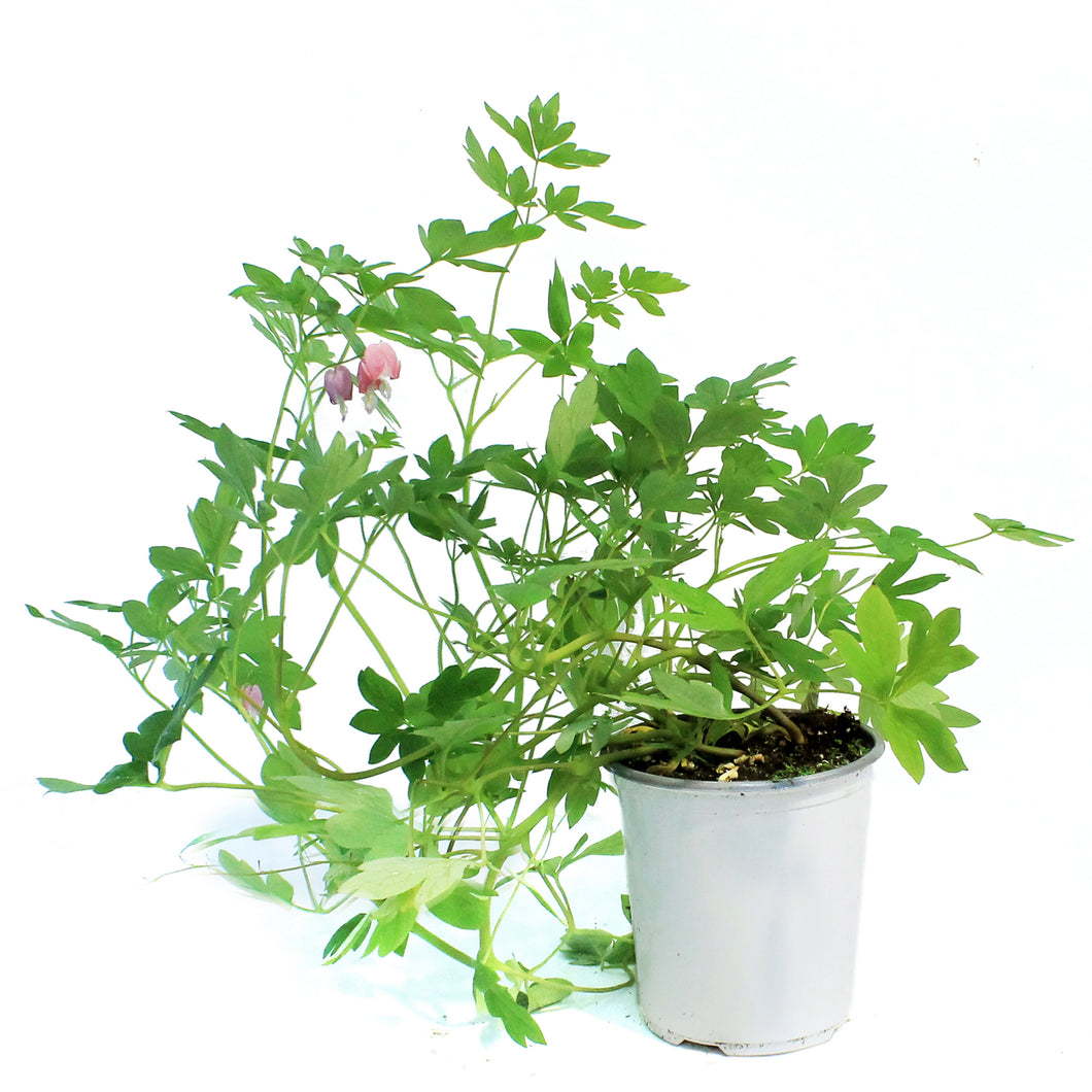 Dicentra, 1 gal, Gold Heart Bleeding Hearts