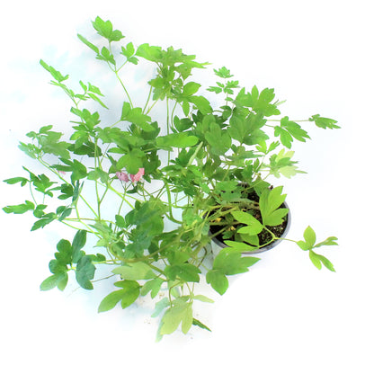 Dicentra, 1 gal, Gold Heart Bleeding Hearts