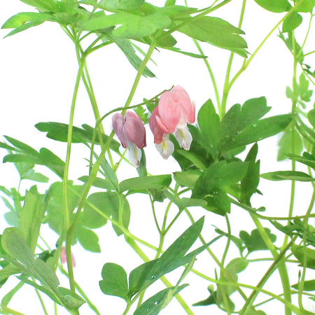 Dicentra, 1 gal, Gold Heart Bleeding Hearts
