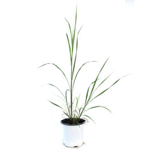 Load image into Gallery viewer, Grass, 1 gal, Andropogon Black Hawk
