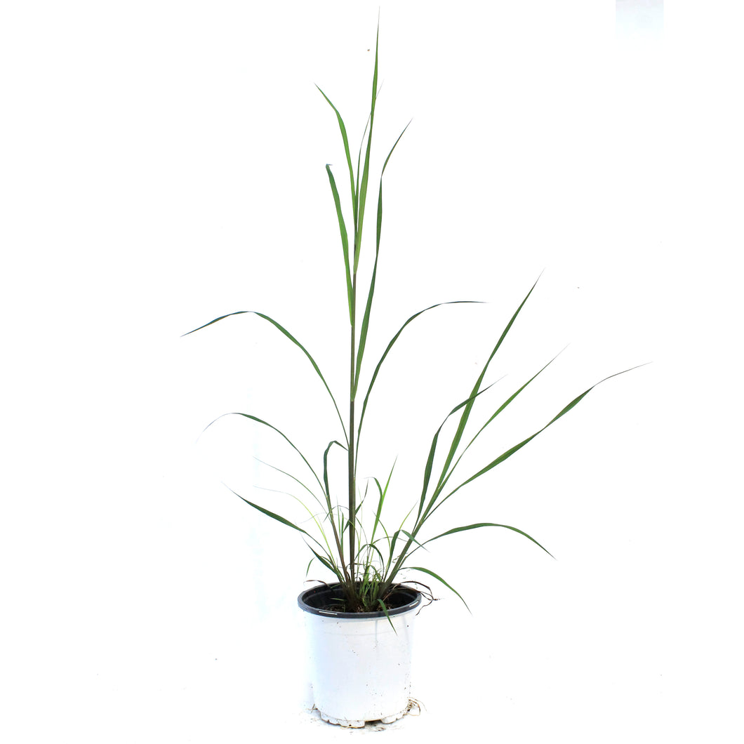 Grass, 1 gal, Andropogon Black Hawk