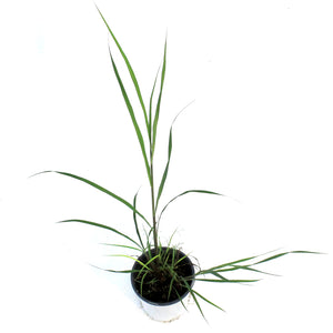 Grass, 1 gal, Andropogon Black Hawk