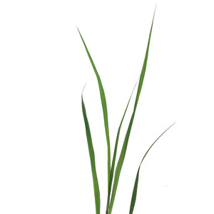 Grass, 1 gal, Andropogon Black Hawk