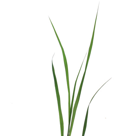 Grass, 1 gal, Andropogon Black Hawk