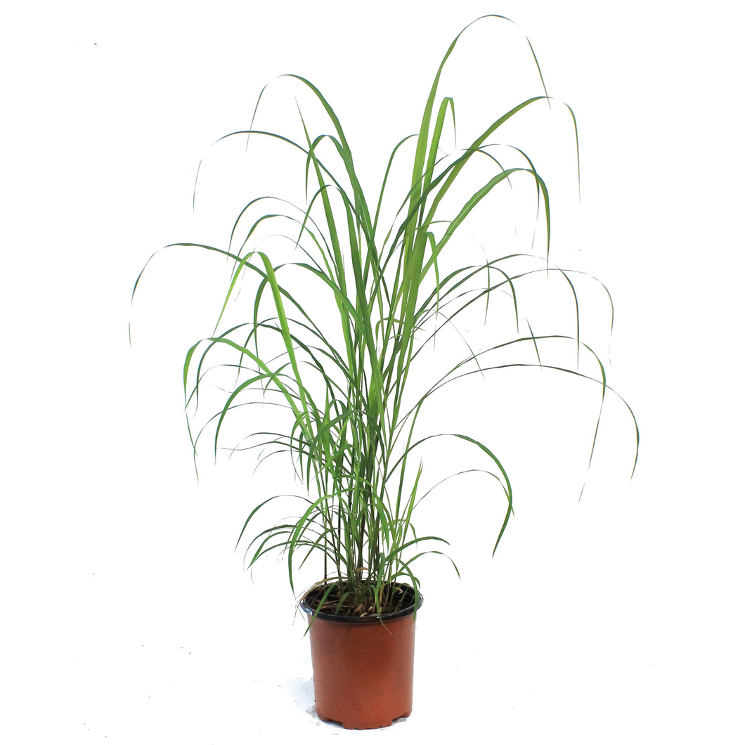 Grass, 1 gal, Miscanthus Flame Grass