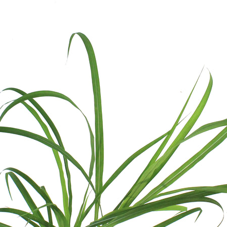 Grass, 1 gal, Miscanthus Flame Grass