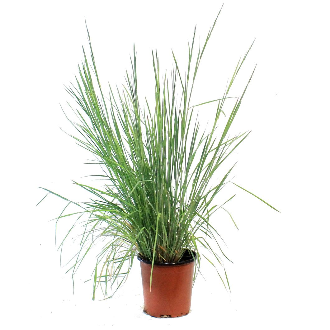 Grass, 1 gal, Prairie Blues