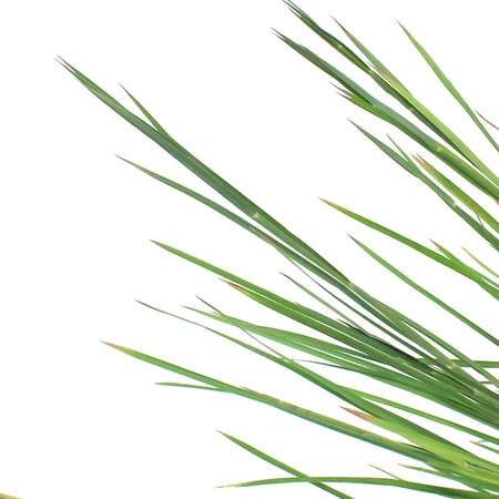 Grass, 1 gal, Prairie Blues