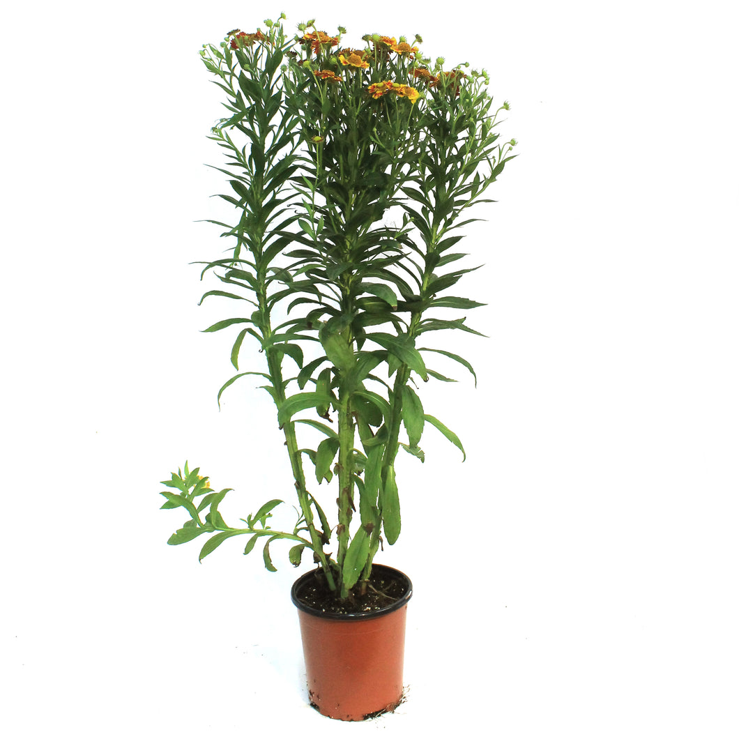 Helenium, 1 gal, Mariachi Fuego