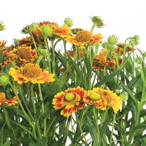 Helenium, 1 gal, Mariachi Fuego