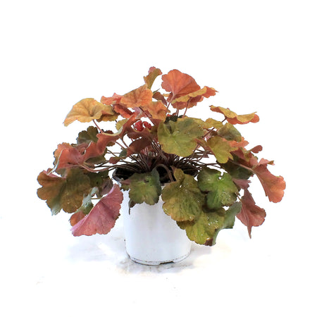 Heuchera, 1 gal, Northern Exposure Amber