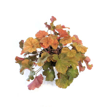 Load image into Gallery viewer, Heuchera, 1 gal, Northern Exposure Amber
